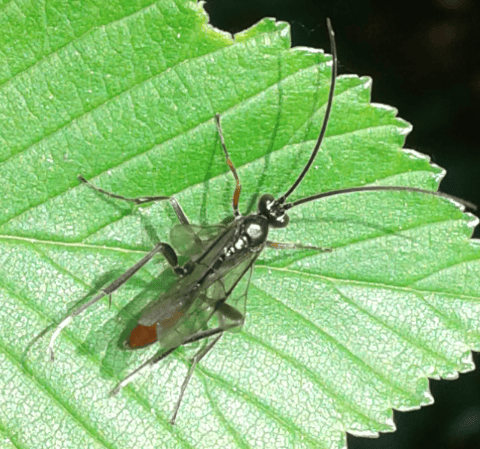 Ichneumonidae da ID 3